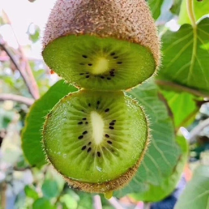 金百粟 陕西徐香猕猴桃礼盒 绿心奇异果大果  新鲜水果生鲜 徐香猕猴桃30枚【单果60-80g】