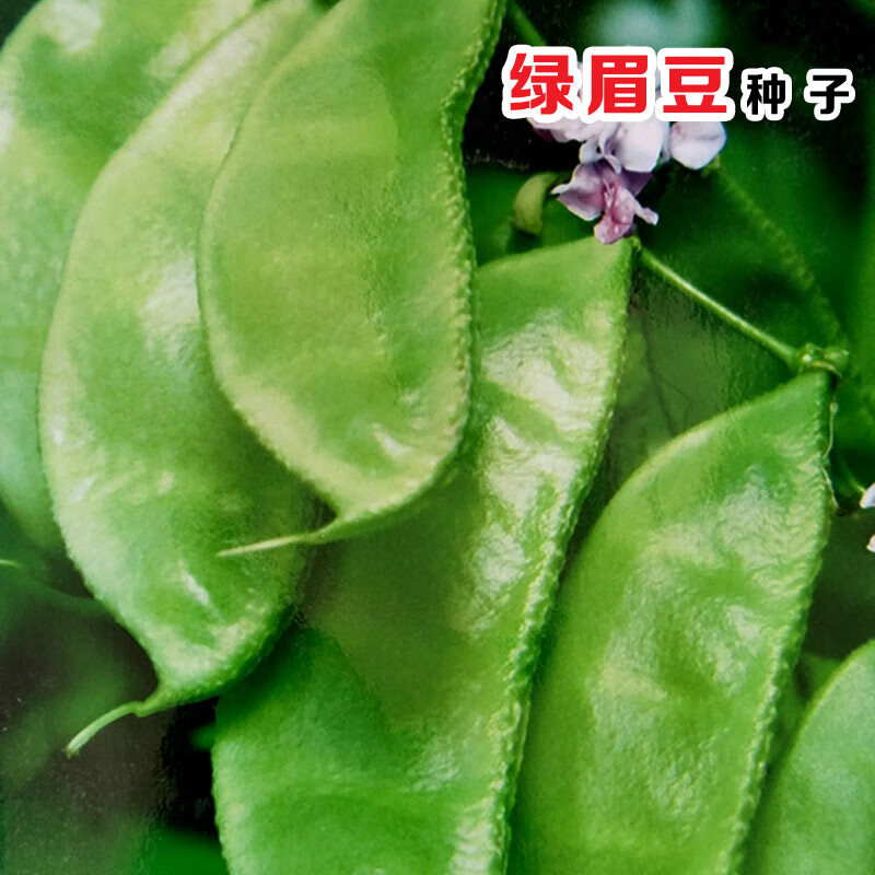 冠四季绿眉豆种籽紫花边扁豆种孑膨皮豆藤豆四季蔬菜种子菜园四季播