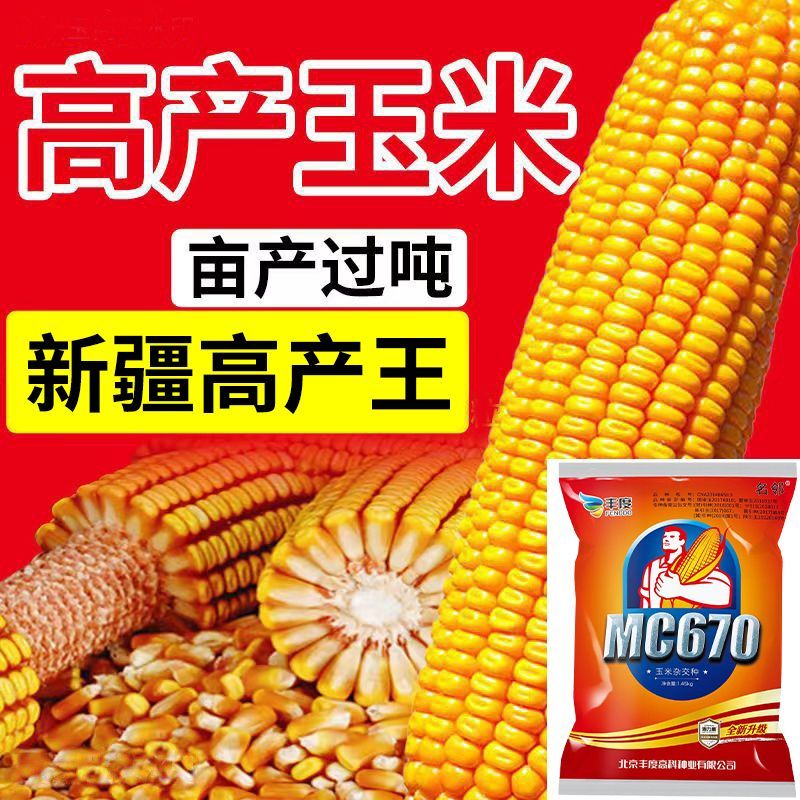 mc670玉米种子矮杆国审稳产玉米种子抗倒批发抗旱抗涝大棒紫杆 央视
