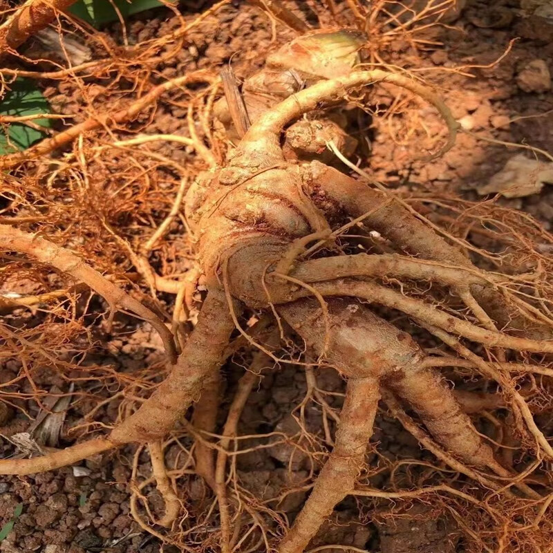 新鲜三七泡酒云南文山特级500g另有仿野生冻干三七头10头生的三七片