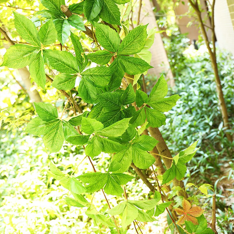 假花绿叶装饰藤条植物墙造景树叶空调管子水管阳台遮挡 双色爬山虎 1