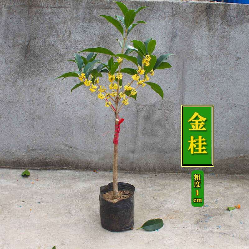 春之者 桂花树苗盆栽嫁接金桂盆景丹桂四季桂庭院种植开花好看绿化