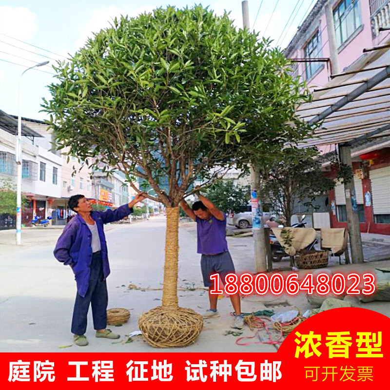 花幽谷桂花树苗大树金桂丹桂四季八月桂朱砂庭院盆栽工程绿化拆迁苗木
