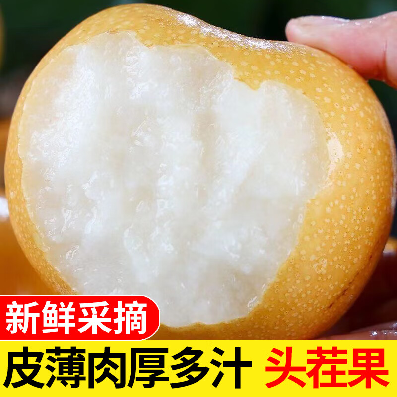 金百粟头茬秋月梨 新鲜水果梨子脆甜多汁当季生鲜时令水果整箱 净重3斤尝鲜装【约4-6枚左右】