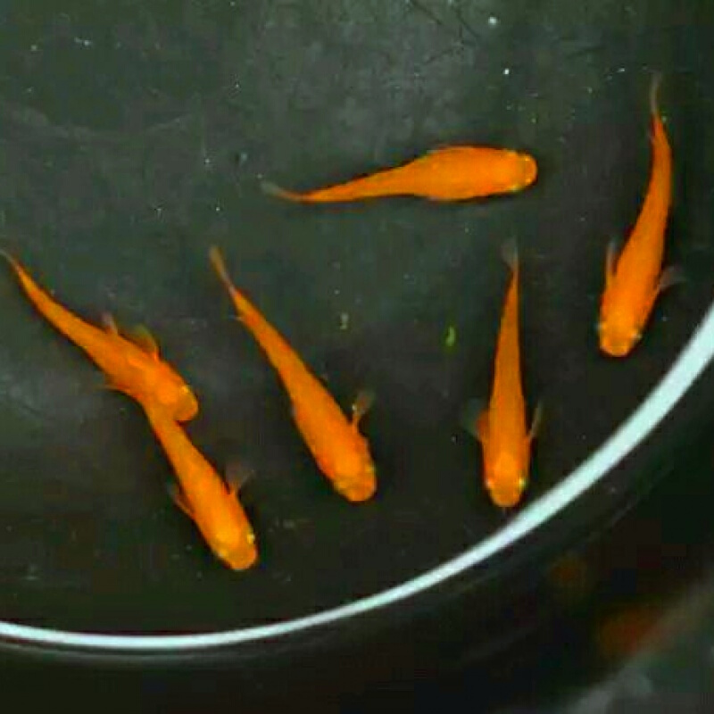 荣郁 观背青鳉观赏鱼贵妃干支冷水金鱼原生迷你小锦鲤