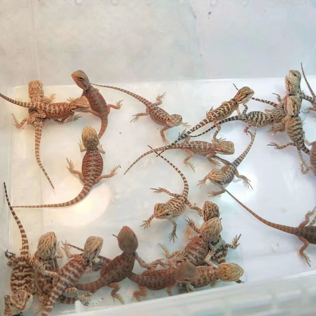 穗桓鬃狮蜥萌宠饲养简单好养可爱温顺搞笑不咬人 橙红(10-15cm苗)