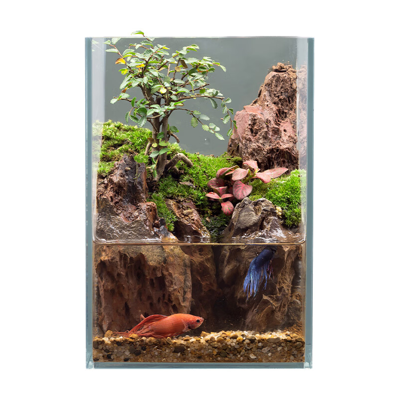 圣科莱【逗鱼景观】创意造景鱼缸桌面苔藓微景观成品玻璃鱼缸生态缸观