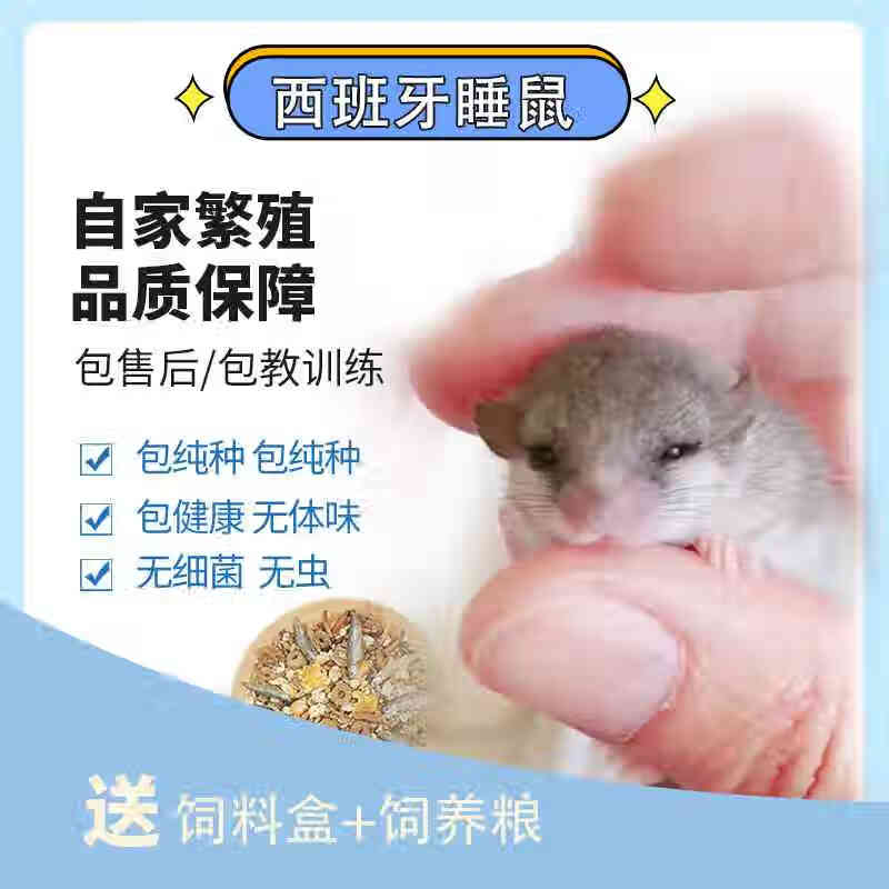 西班牙睡鼠活物宠物幼崽网红小宠物拇指鼠好养活宿舍