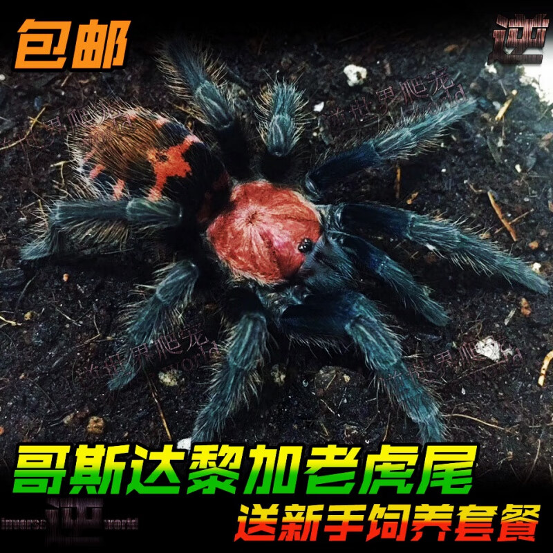 哥斯达黎加老虎尾蜘蛛1-12cm活体捕鸟蛛宠物蜘蛛哥虎温顺可上手 0.