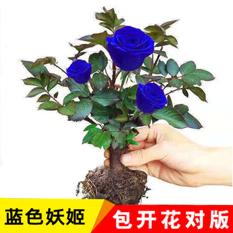 蓝色妖姬盆栽 玫瑰花盆栽正宗老根花苗月季四季开花室内带苞植物t