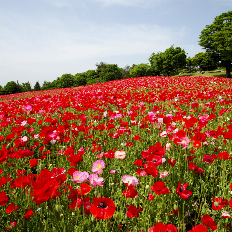 曼杉园冰岛虞美人种子一年生草本植物丽春花 赛牡丹 虞美人草 花色