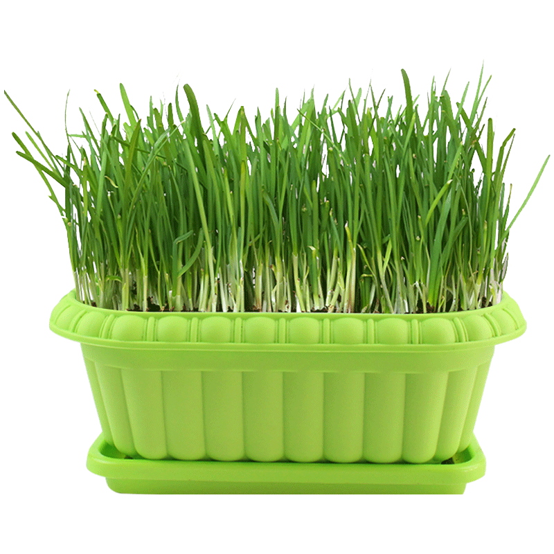 ���ڲ����������²˸����¸��Ϻ����Ҷ탲����Ը������ļ��ٹⱾ����Ʒ���߲� �ٹ��Ϻ����Ҷ�²˸���100��+�� 15.8Ԫ��2��(��7.9Ԫ/��)