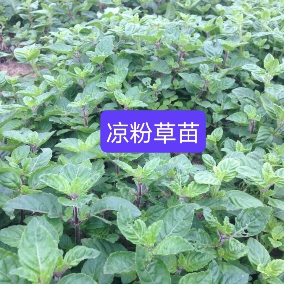 16棵苗装广西凉粉草仙人草烧仙草配料果当天现挖现发 12棵苗