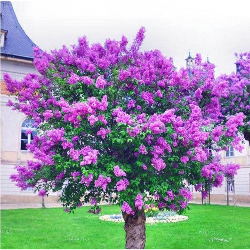 mojy庭院开花树紫丁香花树苗丁香树苗盆栽南方北方种植循环浓香庭院当