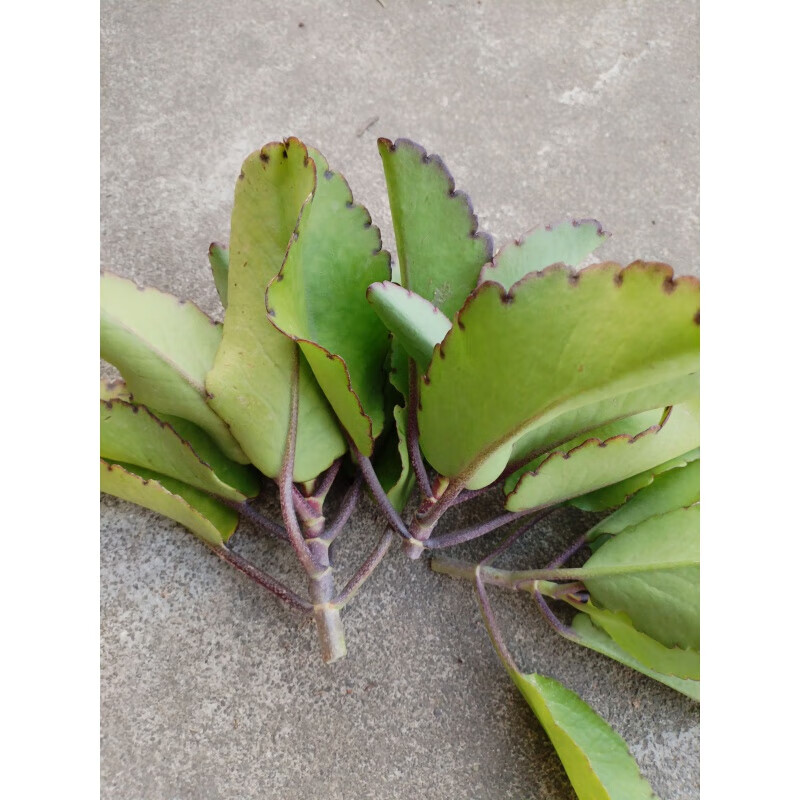 中草药落地生根苗 四季大叶不死鸟 打不死植物天灯笼现采枝叶 500克