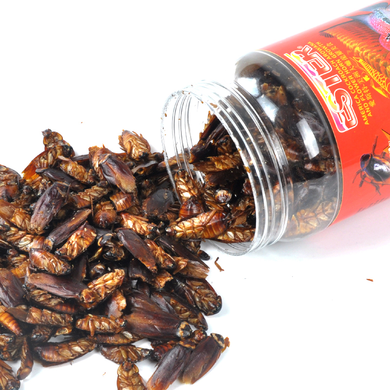 贝意品美洲大蠊干蟑螂干金龙鱼红龙鱼饲料银龙鱼饲料观赏鱼饲料龙 130