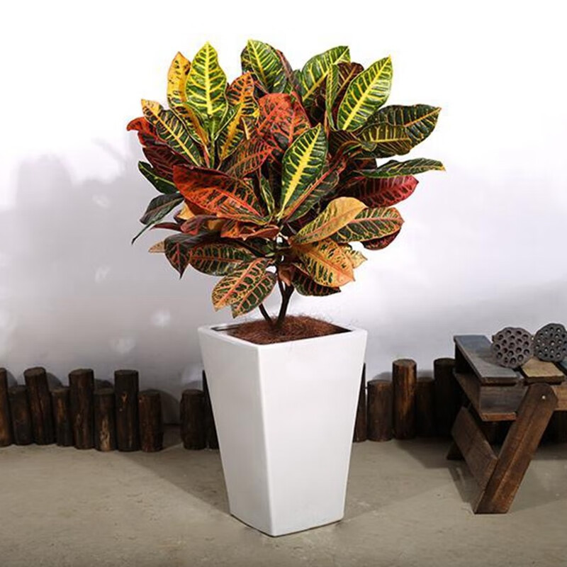 室外最好养的绿植(室外最好养的绿植排行榜)