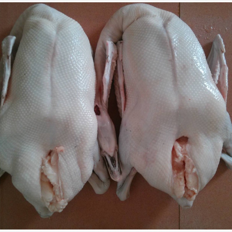 散养草鹅开平马岗鹅广东名鹅草鹅黑棕鹅现杀整只 净重7斤到8斤送内脏