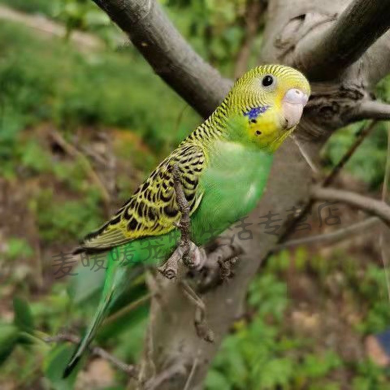 玄凤鹦鹉活鸟鸟类活体观赏鸟说话鸟小鸟活物家养鸟宠物鸟虎皮鹦鹉