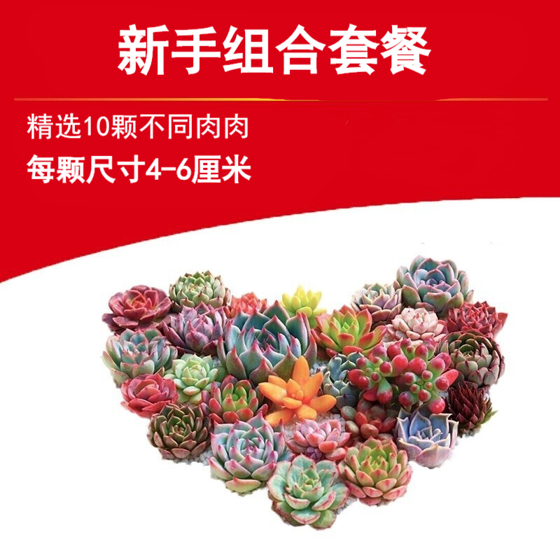 京东多肉植物价格曲线软件|多肉植物价格走势图