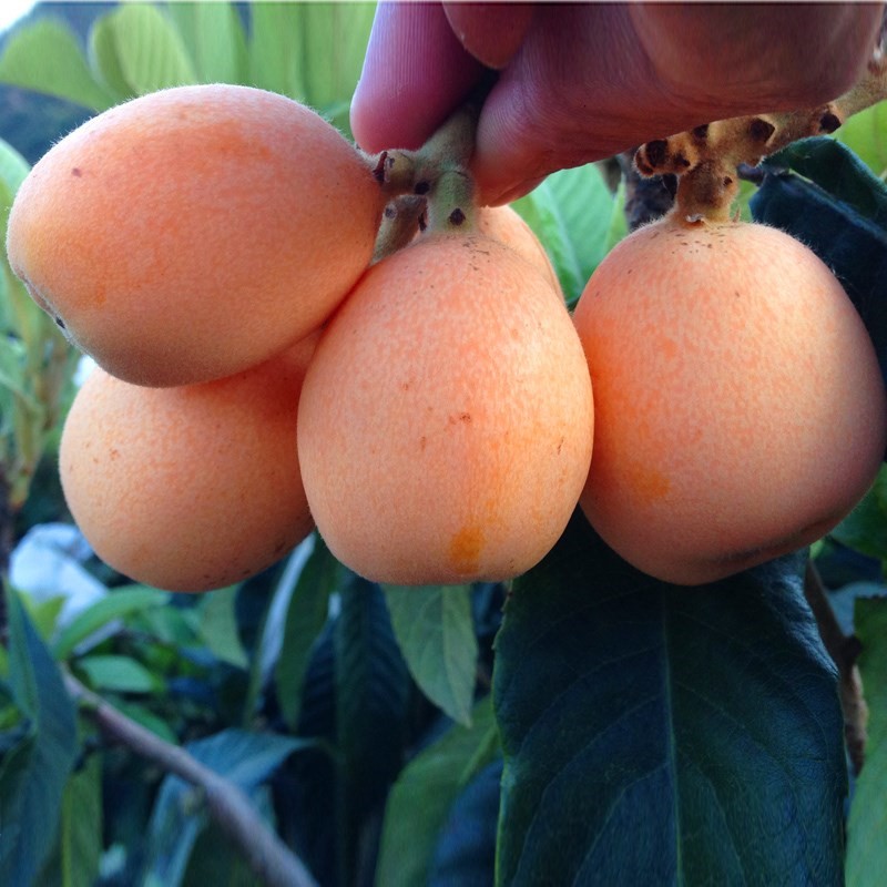 大五星枇杷果苗树盆栽地栽特大嫁接白玉枇杷苗树南北方种当年结果