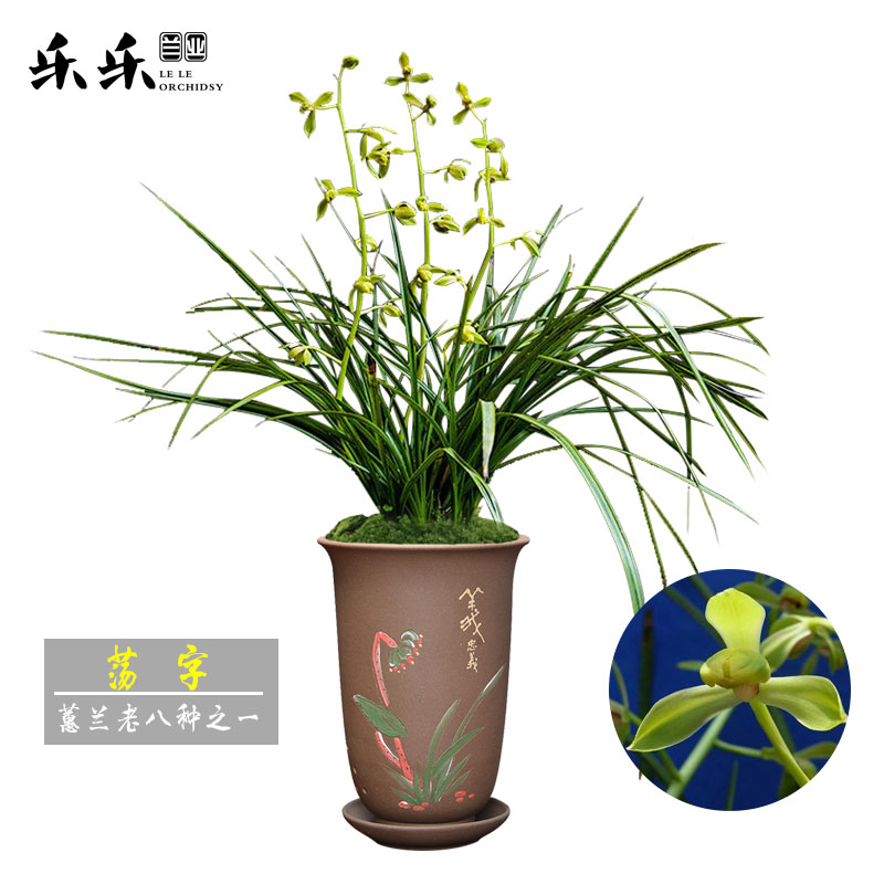 乐乐兰花苗 荡字 老种蕙兰老八种之一冬带花苞出售浓香好养花卉绿植