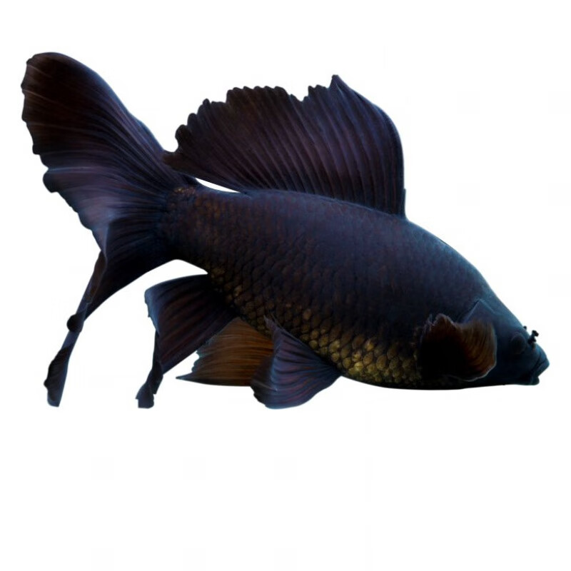 婷越岚黑彗星黑草金黑锦鲤锦鲫冷水淡水观赏鱼黑金龙凤锦鲤长尾短尾好