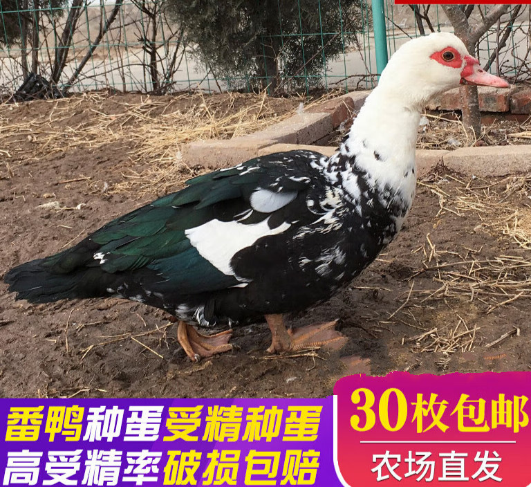 番鸭种蛋受精蛋可孵化洋鸭子美洲非洲雁种蛋黑色红头番鸭蛋 20枚