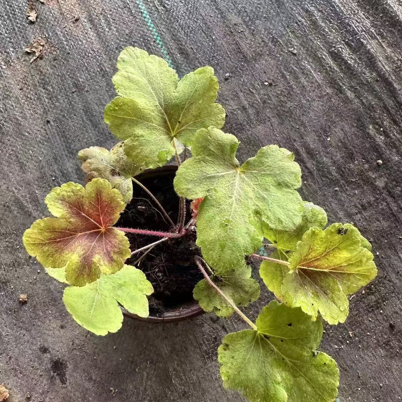 矾根花苗盆栽植物大苗组合套餐室内耐寒四季庭院阳台观叶花卉绿植