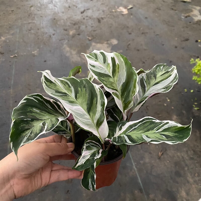 喵小杏荷兰白油画竹芋盆栽室内好养网红ins风绿植黄油画竹芋 白油画90