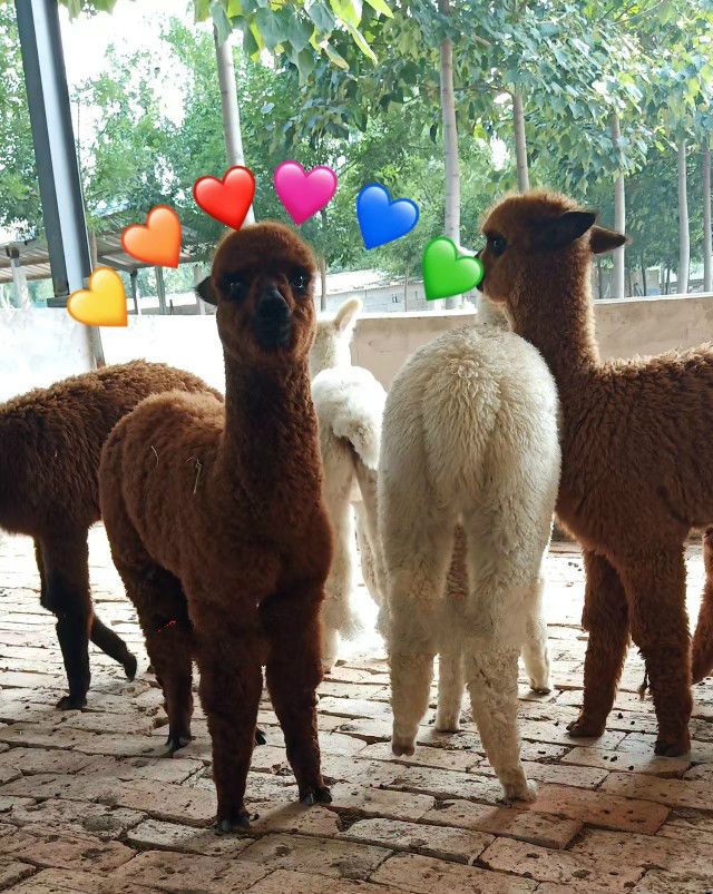 约巢神兽羊驼多少钱一只 羊驼好饲养吗羊驼价格 宠物羊驼养殖技术资料