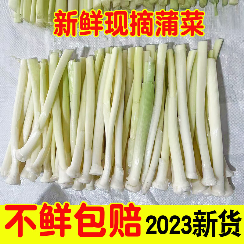 为香新鲜野生蒲菜蒲白时令野菜淮安特产真空包装现摘现发蒲笋蒲儿菜净