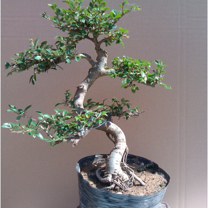 榆树盆栽植物 s型榆树盆景  家居室内盆栽绿植花卉 榆树盆景 金钱榆