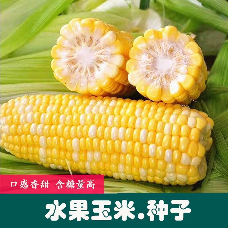 菜友香甜水果玉米种子 农田菜园甜糯籽粒饱满鲜黄鲜食水果玉米籽 水果