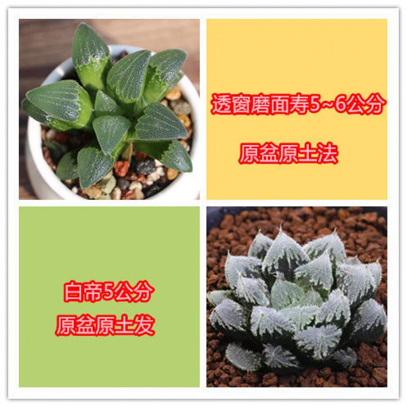 属鸡的植物幸运图片,属鸡吉祥风景图片 发】玉露多肉植物组合十二卷冰川黑肌雪景色办公室内绿植玉露盆栽属鸡