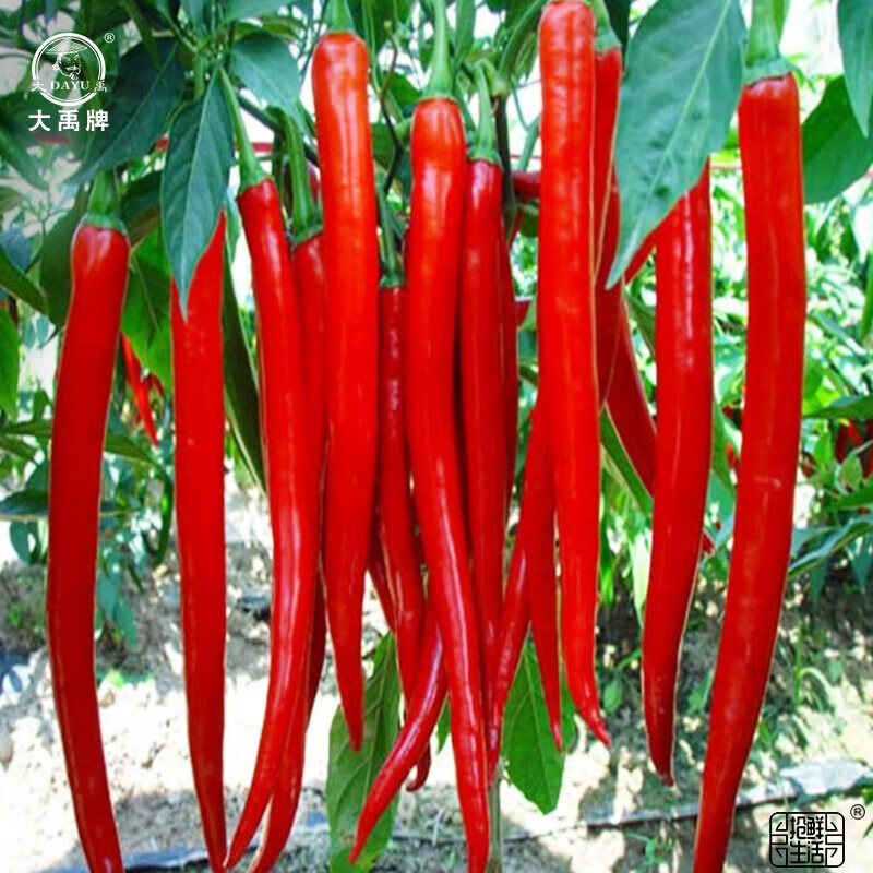 大禹美人椒种子辣椒苗秧苗摘不败辣椒树春季阳台盆栽家庭种植 美人椒