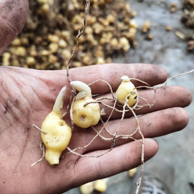 禾之润黄精苗多花姜型不倒苗黄精鸡头黄精红花滇黄精价格低至0.