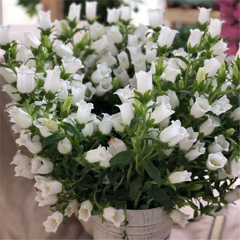 白色单瓣风铃 当季新籽480粒送肥料