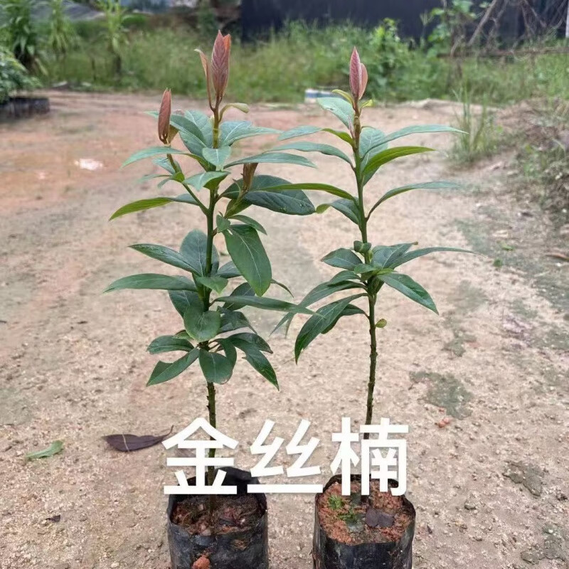 花农氏金丝楠木树苗正宗名贵苗木南北方种植地栽盆栽庭院绿化 四季