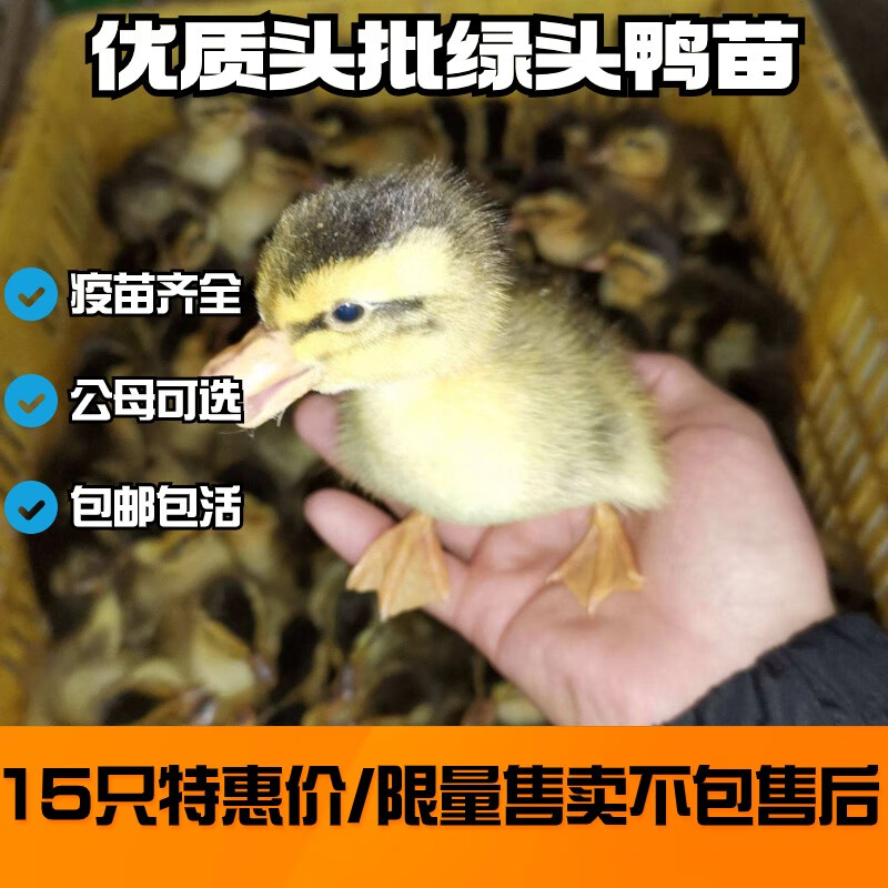 麻鸭活苗高产蛋鸭活体小鸭子苗高邮蛋大种麻鸭火鸭水鸭苗顺丰 15只