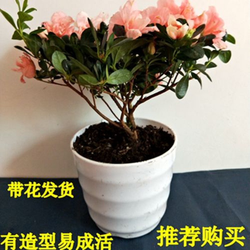 【肥料】杜鹃花四季开花盆栽植物盆景映山红绿植观花植物 杜鹃花4年苗