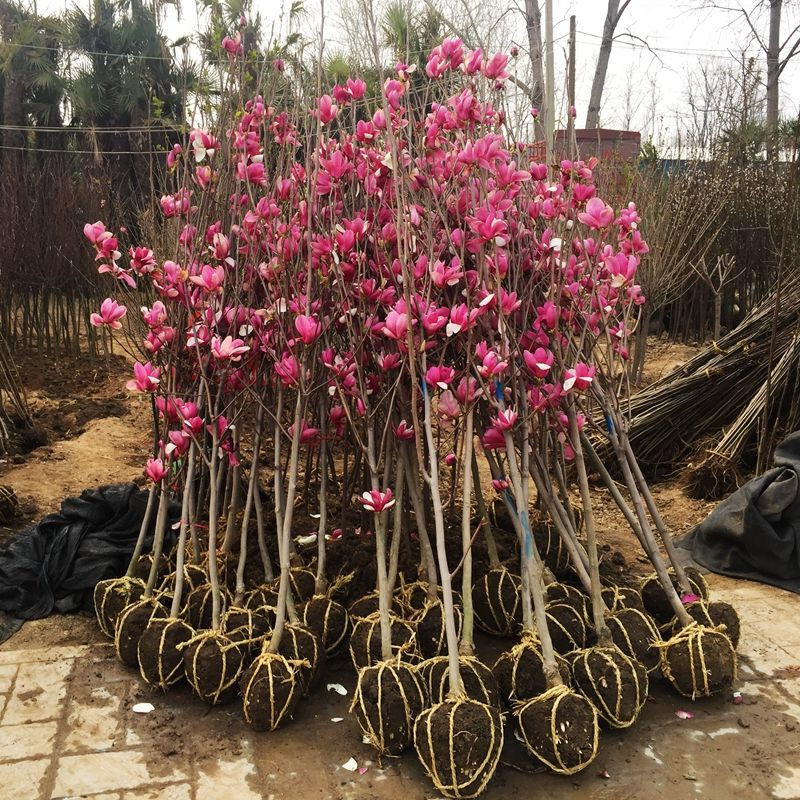 四季庭院玉兰树苗庭院树木红白黄紫二乔盆栽耐冻绿化风景树 1.