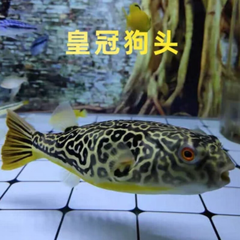 瀚幻活体狗头鱼斑马狗头河豚鱼皇冠狗头鱼麒麟狗头毛毛狗头热带观赏鱼