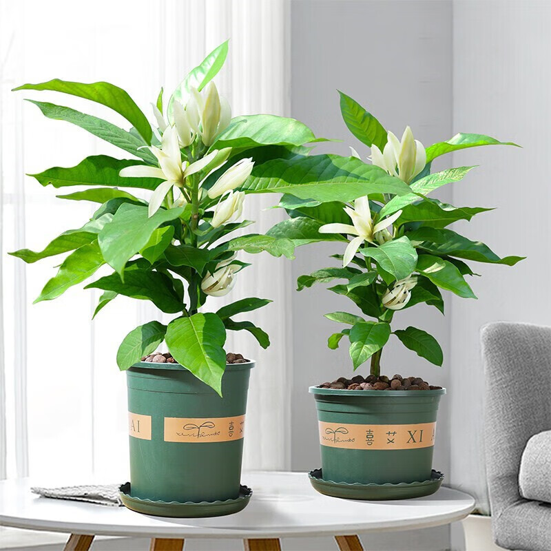 以琛一花之秋 白兰花盆栽花卉木本花卉长花期室内客厅花苗 白兰花5年