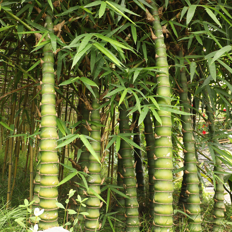 春枝韵佛肚竹盆栽佛肚竹苗庭院小竹苗竹子苗南方北方耐寒庭院室外常青