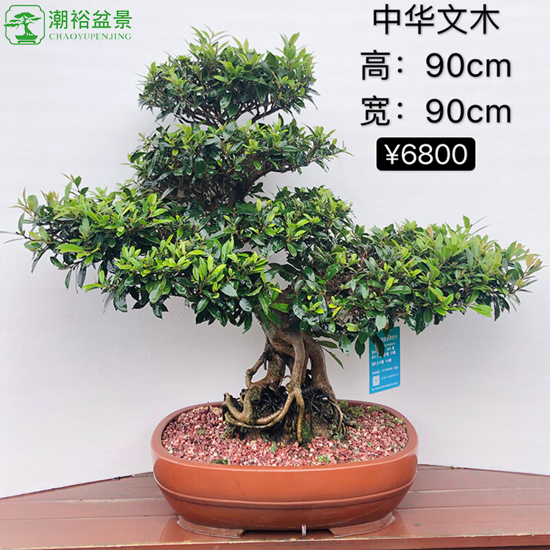 潮裕盆景中华文木高端老桩植物室内绿植大型摆件别墅庭院客厅新中式