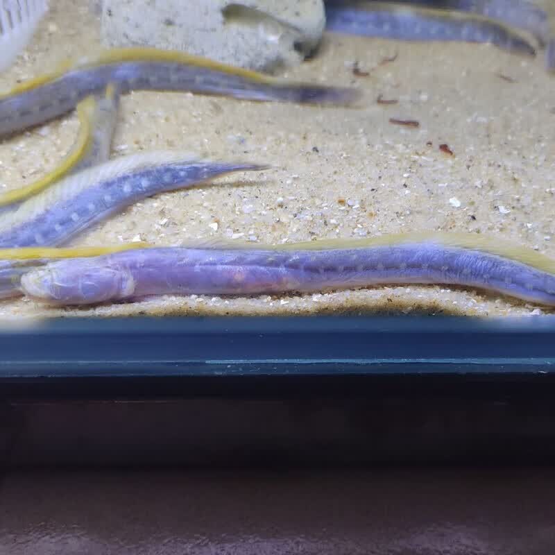 淡化须鳗虾虎鱼狼牙虾虎鱼异形紫鳗虾虎鱼底层混养混搭可爱观赏鱼 15