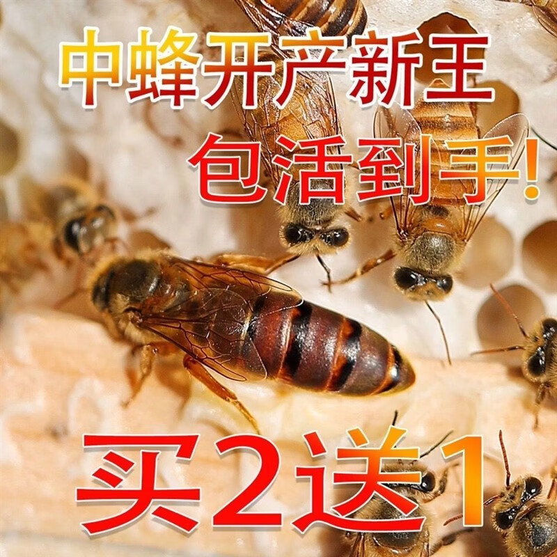 oimg中蜂蜂王开产王高产种王蜜蜂蜂王双色杂交王活体产卵王 仓王中蜂