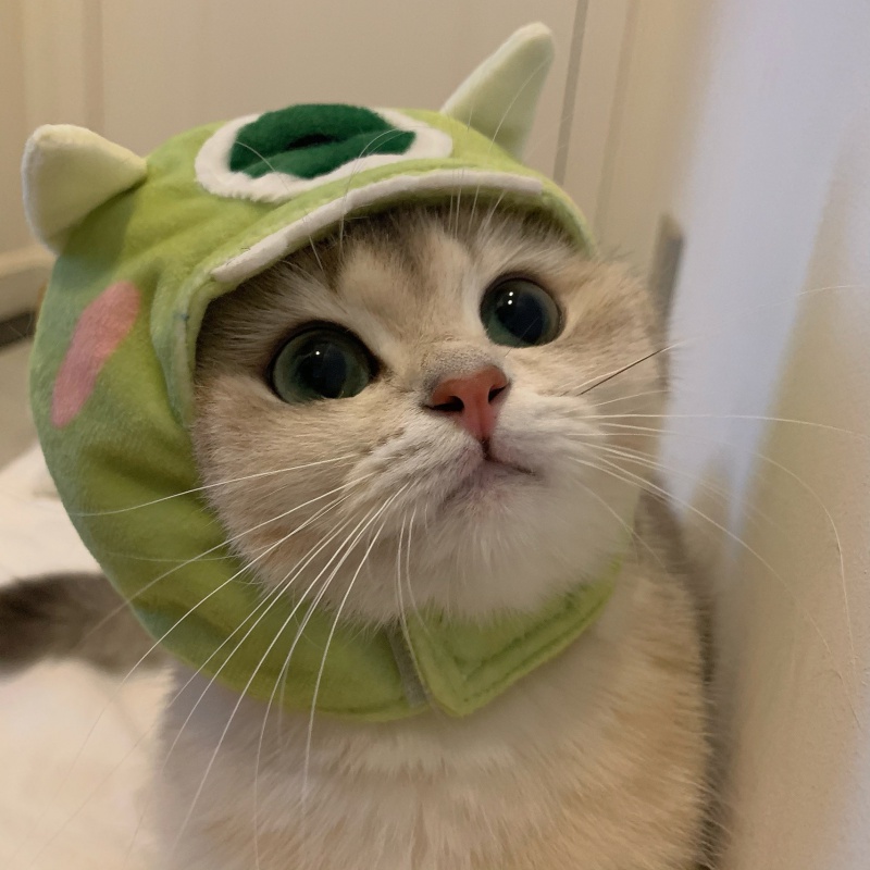 2021新款宠物服饰猫咪头套可爱帽子英短橘猫变装拍照道具头饰耳朵网红