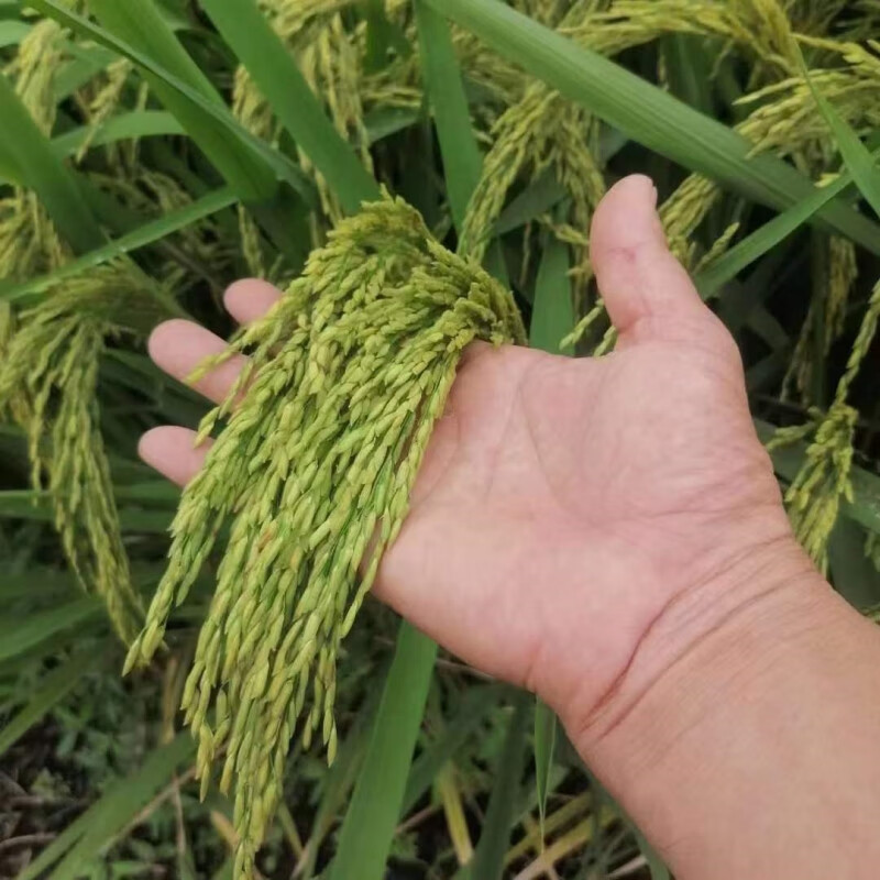 长粒旱稻种子旱稻王抗倒伏香米高产抗倒旱地大田种植稻谷大米种子 长